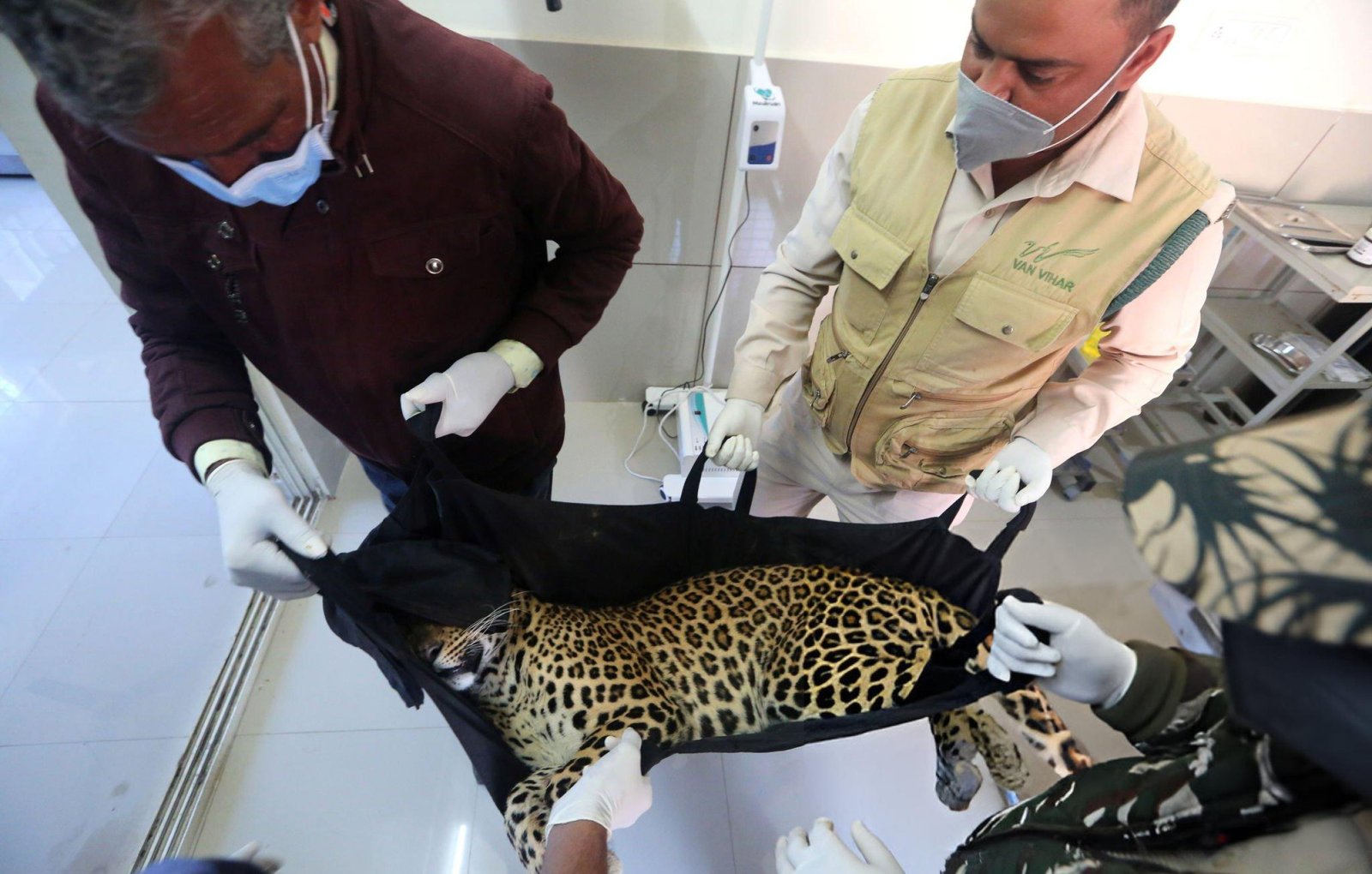 leopard uttar pradesh