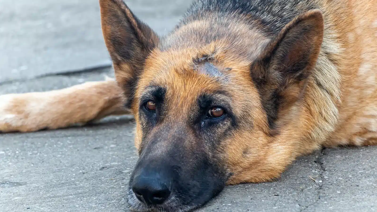 Brave German Shepherd Dies Saving Owner from Tiger Attack in Madhya Pradesh