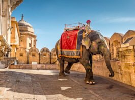 Pravasi Rajasthani Divas 2025: Jaipur Welcomes Its Global Family for a Day of Pride, Progress and Partnership